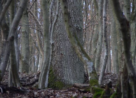 Niederwald – ein Konzept wird wieder interessant