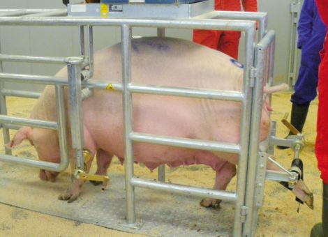 Klauengesundheit auch bei Sauen im Blick behalten