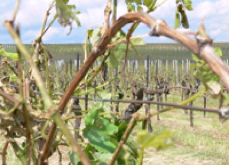 Hagel verwüstet Wingert, Gemüse und Obst