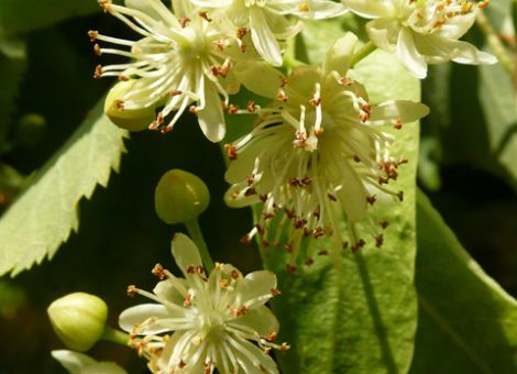 Lindenblüten