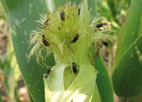 Gefahr durch den Maiswurzelbohrer Käfer ist kaum aufzuhalten