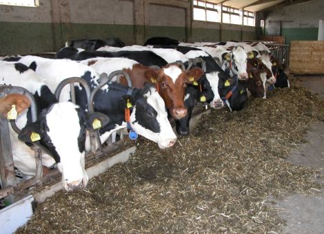 Kühe mit guter Fütterung auf Laktation vorbereiten