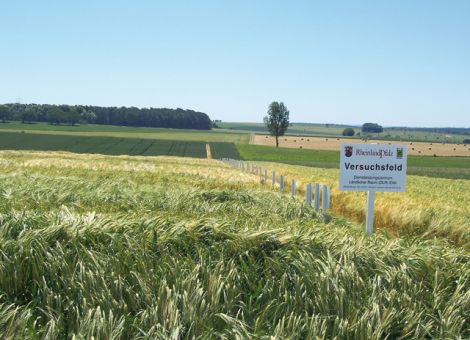 Resistenzen sind ihr Geld wert