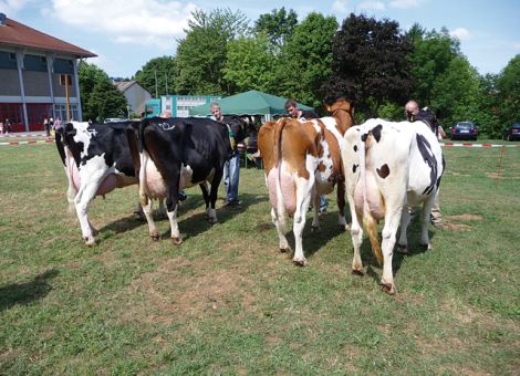 Holsteins mit viel Format