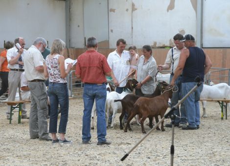 Hochwertig bestückte Landesziegenschau