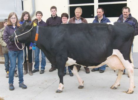 Kürzlich gelang es der Familie von Ulrich Kullmann auf dem Villmarer Wiesenhof eine 100 000-Liter-Kuh in beeindruckender Frische und Qualität vorzustellen. Die Antonio-Tochter Anne VG 88 brauchte sechs Laktationen, um bei einem Durchschnitt von 11 375 - 4,09 - 3,31 die Leistungsgrenze zu erreichen. Sie zeigt sich in einer für ihre zwölf Jahre ungewohnt frischen Konstitution mit nach wie vor straffen Verbindungen und ist mit einem hochansitzenden Euter mit gleichmä­ßiger Strichstellung ausgestattet. Glanzpunkte dieser Kuh sind die bestechenden Fundamente, die sie nach wie vor aufweist. Ihr Vater Antonio war ein Astre-Sohn aus der bekannten Spitzenkuh Jolante EX 93 aus der Herde der Familie Bausch in Steinbach. In den nächsten Generationen findet man den Bullen Sherlock, ein Starbuck-Sohn aus der EX-Kuh Musenstar aus der Herde von Fürst Solms in Höringhausen. Dann folgt der altbekannte Vererber Rex, der über die Jahre viele Dauerleistungskühe gebracht hat. Offensichtlich kein Zufallsprodukt, sondern die geglückte Kombination von wertvollen Genen. Maßgeblich zu dem Erfolg beigetragen hat sicherlich auch die hervorragende Betreuung der Milchviehherde durch die Familie Kullmann, was sich auch in dem leistungsstarken Herdenniveau in den letzten Jahren widerspiegelt. Das Engagement auf dem Villmarer Wiesen­hof lässt erwarten, dass demnächst weitere Spitzentiere aus dieser Zuchtstätte zu sehen sein werden. Jost Grünhaupt, LLH Kassel