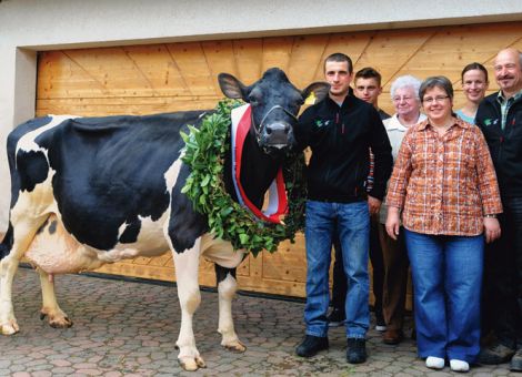 100 000 Liter Milch Lebensleistung mit im Durchschnitt hervorragenden 4,63 Prozent Fett und 3,46 Prozent Eiweiß der Kuh Ivonne gab besonderen Anlass, sie auf dem Mittelleimbachshof bei Hünfeld-Rückers zu feiern und die Züchterfamilie Emil Funk mit einer Urkunde zu ehren. Gebührend erhielt das Tier Lorbeerkranz und Schleife von Jost Grünhaupt, Zuchtleiter im Landesbetrieb Landwirtschaft Hessen. Inzwischen zum elften Mal tragend ist diese agile Milchkuh mit guten Gelenken und Beinwerk.
Ivonne – ein ausgesprochener Milchtyp –glänzte in ihren 13 Lebensjahren nicht nur durch eine von Stabilität und Gesundheit (Funk: „Den Tierarzt hat sie kaum gesehen“), sondern sie gab die von ihrem Vater Cash sowie von mütterlicher und großmütterliche Seite (je zehn und neuen Kälber) geerbte Eigenschaften an ihre Nachkommen weiter. Dies spreche zugleich für eine Konstanz und Nachhaltigkeit des Zuchtbetriebes Funk, sagte Grünhaupt. Dessen erfolgreicher Zuchtnachwuchs vermehre sich nicht nur in seinem Stall, sondern als Leistungsträger auch in benachbarten Milchviehbetrieben sowie in Milchviehherden im Ausland. Grünhaupt: „Ivonne erbrachte die fünffache Milchmenge einer durchschnittlichen Milchkuh. Nur 0,02 Prozent der Kühe gibt es, die diese Lebensleistung erfüllen. Sie sind aber Garant für die Wirtschaftlichkeit eines Betriebes. Insgesamt gesehen sind wir hier noch weit von unseren Zuchtzielen entfernt.“ Ein solcher Erfolg komme aber nicht von ungefähr, sondern er verlange ein gutes Management der 106 Milchkühe auf dem Betrieb, eine ausgewogene, jedoch auf Leistung orientierte Fütterung, und einen guten Umgang der Züchterfamilie mit ihren Tieren, unterstrichen neben Grünhaupt auch Winfried Seng für die Rinderzüchter im Kreis Fulda, Joachim Lorey für die Kreisgruppe Fulda im Hessischen Verband für Leistungs- und Qualitätsprüfungen in der Tierzucht sowie Wilfried Mohr für die Hochwald-Molkerei.
Auf dem Foto, von links: Rüdiger Funk, Auszubildender Lukas Rausch, Anneliese, Eleonore, Rebecca und Emil Funk und ihre leistungsstarke Milchkuh Ivonne. Karl-Heinz Burkhardt