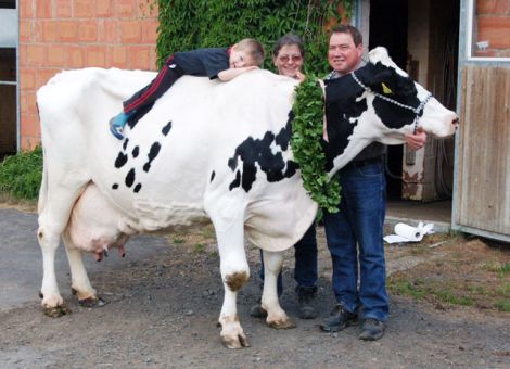 Mit der Linstar-Tochter Alinka GP 80 präsentierten Christian Fleischhauer und seine Familie in Stadtallendorf-Schweinsberg ihre erste Kuh mit einer Lebensleistung von über 100 000 Liter Milch. Die bei vielen Dauerleistungskühen konstante Produktion von Laktations­leistungen zwischen 10 000 und 11 000 kg Milch trifft auch für diese Kuh zu. Der Leistungseinbruch in der achten Laktation ist laut Christian Fleischhauer auf die Blauzungeninfektion zurückzuführen. Als dieses Problem gelöst war, kehrte die Kuh trotz ihres Alters von damals immerhin zehn Jahren wieder in die von ihr bekannten Leistungsregionen zurück. Wie so häufig bestätigt sich auch im Fall von Alinka, dass solide durchgezüchtete Kuhstämme immer wieder in den Pedigrees von Dauerleistungskühen zu finden sind. Ihre Mutter Alice VG 85 wurde von Christian Fleischhauer 1997 bei „Hessens Zukunft“ im Rahmen der Sonderkollektion für einen alles andere als hohen Preis erworben. Diese Clown-Tochter geht auf den vielfach erfolgreichen A-Stamm von Christian Ullmann, Schachten, zurück und produzierte bei sieben Abkalbungen eine Durchschnittsleistung von ebenfalls über 10 000 kg mit 4,79 Prozent Fett und 3,60 Prozent Eiweiß. Die Inhaltsstoffe von Alinka sind auch über die abgesicherte Vererbung in der  Mutterlinie begründet. Dabei ist Alinka die einzige Tochter von Linstar auf dem Betrieb. „Ich habe damals zwei Por­tionen bei einem Jungzüchterwettbewerb gewonnen“, erinnerte sich der Betriebsleiter. Vielleicht gelingt ja dem Junior Florian in absehbarer Zeit etwas Ähnliches. Zum Glück gibt es genügend weibliche Nachzucht auf dem Betrieb von dieser Dauerleistungskuh, welche die letzte ist, die noch im alten Stall auf die Welt gekommen war. Text/Foto: Jost Grünhaupt, LLH Kassel