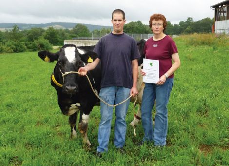 Kürzlich konnte die Leadstar-Tochter Resi von der Familie Leidorf aus Bebra-Blankenheim die 100 000-Liter-Marke „knacken.“ Mit noch guten Fundamenten und einem Euter mit sehr guter Strichplatzierung zeigt sich Resi nach elf Abkalbungen noch erstaunlich frisch. Mit einer Durchschnittsleistung von 7 800 kg und einer Höchstleistung von 9 200 – 5,17 – 3,25 in der neunten Laktation hat diese Kuh, wie viele andere 100 000-Liter-Kühe, diese hohe Lebensleistung ohne Extreme erreicht. Mit einem RZS von 117 hat Resi eine sehr gute Eutergesundheit. Eine Zwillingsgeburt mit Beginn der achten Laktation minderte das Leistungsvermögen dieser Kuh nicht. Auch ein Kaiserschnitt bei der zehnten Abkalbung und der kurz darauf folgende Umzug vom Anbindestall in den neuen Boxenlaufstall verkraftete Resi gut. Dass eine Kuh in diesem Alter einen Stallwechsel so gut übersteht, ist mit Sicherheit dem guten Management der Familie Leidorf zu verdanken, die in ihrem neuen Stall viel Wert auf Kuhkomfort gelegt hat. Leider hat Resi nur zwei weibliche Nachkommen, von denen eines noch im Bestand steht. Zurzeit trägt Resi mit dem zwölften Kalb und steht kurz vor der Abkalbung. Es bleibt also zu hoffen, dass Resi den Milchtank noch weiter füllen kann. Text/Foto: Christian Dörr, LLH Kassel