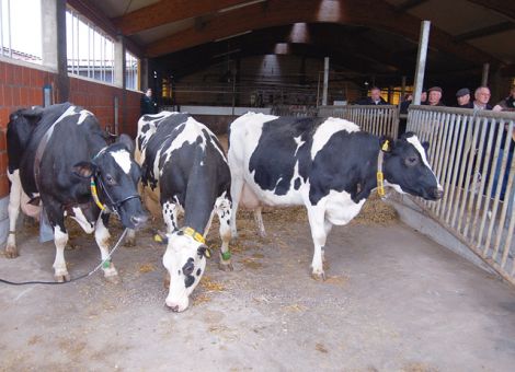 Club der 100.000-Liter-Kühe