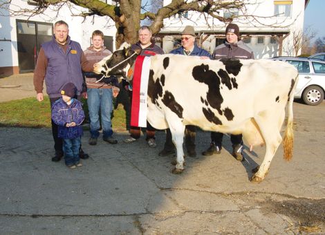 Am Stadtrand von Bad Nauheim, einer nicht gerade von Milchviehhaltung geprägten Region, stellte die Familie Hartmann auf ihrem Wilhelminenhof kürzlich ihre Dauerleistungskuh Jamaika VG 85 nach Überschreiten der 100 000-Liter-Grenze vor. Dabei wird diese Dauerleistungskuh (unbewusst) vielen bekannt sein, da die Familie Hartmann ihren Boxenlaufstall um einen Außenliegebereich erweitert hat und so die zahlreichen Kunden des Hofladens die Kühe häufig sehen können. Mit einer relativ gleichmäßig erbrachten Durchschnittsleistung von 9 491 - 4,43 - 3,50 hat die Kuh die Leistungsmarke von 100 000 kg Milch überschritten und zeigte sich noch in einer vor allem im Körperbau und Fundament außergewöhnlichen Frische. Die Veranlagung zur hohen Lebensleistungen hat sie sicherlich von ihren weiblichen Vorfahren mitbekommen, denn ihre Großmutter Jena, die Mutter ihres Vaters Lakey, überschritt bei Heinrich Achler in Renda die 100 000-Liter-Grenze und ihre Großmutter Jesica stammt von Sherlock ab, dessen Mutter, Musenstar, ebenfalls auf dem Hofgut von Fürst Solms in Höringhausen weit über 100 000 Liter Milch produzierte. Maßgeblich mit zu dieser herausragenden Leistung hat die hervorragende Betreuung der Herde auf dem Wilhelminenhof von Familie Hartmann beigetragen und die nächste Zielsetzung wird sicherlich sein, dass Jamaika den in Planung befindlichen neuen Kuhstall zur Füllung des Milchtanks mit nutzen wird. Text/Foto: Jost Grünhaupt, LLH Kassel