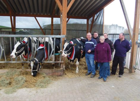 In Wolferode bei Stadtallendorf stellte die Familie Hewecker kürzlich gleich drei Kühe mit einer aktuellen Lebensleistung von über 100 000 kg Milch vor. Die älteste des Trios, die Benefit-Tochter Gerda GP 84, stammt aus dem Zuchtbetrieb Gerhard Becker, Arnshain, und wurde bei der Auflösung dieser Herde nach Wolferode veräußert. Im Pedigree finden sich hier in den nächsten Generationen sehr leistungsstarke und gut eingestufte Kühe, ihre Großmutter ist eine Tochter des bekannten Vererbers Elias. Fast gleichalt sind die beiden folgenden Kühe, die Aerness-Tochter Stall-Nr. 95 VG 85 und die Progress-Tochter HWH An GP 84, die bei der Aufstockung im Jahr 2003 in den Stall nach Wolferode kamen. Ob Wilfried und Eckhard Hauck die Kuh Nr. 95, die als Trägerrind aus dem Emsland zu ihnen gekommen war, heute noch abgeben würden, ist nicht sicher, denn bei sieben Abkalbungen und einer Durchschnittsleistung von 12 363 - 4,05 - 3,56 und heute noch einen Zuchtwert von RZG 117 hat die Kuh eine überragende Leistungsfähigkeit gezeigt. Auch die Progress-Tochter HWH An, die aus dem Betrieb Weckesser, Hatzbach, stammt und am Ende der 8. Laktation mit 11 355 - 3,68 - 3,32 zu Buche steht, zeigt ein weiteres Mal, dass hessische Genetik bestens konkurrenzfähig ist. Bei identischem Alter haben beide Kühe auch logischerweise eine identische Leistung pro Futter- beziehungsweise Lebenstag nachgewiesen. Mit den Zukäufen aus hessischen Betrieben war die Familie Hewecker damit bei der Bestandsaufstockung sehr erfolgreich, denn wer kann schon aus einer solchen Phase acht Jahre später drei 100 000-Liter-Kühe vorstellen. Text/Foto: Jost Grünhaupt, LLH Kassel