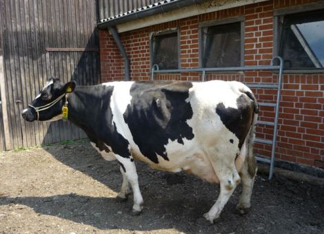 Im nördlichen Werra-Meißner-Kreis dicht an der Grenze zu Niedersachsen befindet sich in Neu-Eichenberg-Berge der Milchviehbetrieb von Klaus Hildebrand. Vor kurzem konnte er seine 100 000- Liter-Kuh Maybritt vorstellen. Für diesen Betrieb ist es bereits die zweite 100 000-Liter-Kuh, denn im Jahr 2008 erreichte bereits eine Kuh des Betriebes diese Leistung. Maybritt erreichte die Marke nach dem achten Kalb und steht wieder kurz vor dem Abkalben. Somit bleibt zu hoffen, dass die Lebensleistung der Kuh noch weiter anwachsen wird. Mit einer Durchschnittsleistung von 9 500 - 3,66 - 3,21 und der Höchstleistung von 12 100 - 3,26 - 3,18 in der vierten Laktation, erreichte die Kuh diese Lebensleistung wie viele ihrer Vorgängerinnen unauffällig und zeigt sich bis heute bei bester Gesundheit. Einen nicht unerheblichen Anteil an dieser Leistung haben mit Sicherheit das Herdenmanagement und die Fütterung durch Familie Hildebrand. Der Vater der Kuh ist ein Pankow ET-Sohn, den Klaus Hildebrand seinerzeit im benachbarten Niedersachsen gekauft hat. Leider steht nur noch ein weiblicher Nachkomme von Maybritt im Betrieb, da von der Kuh fast nur Bullenkälber geboren wurden. Dem Betrieb ist es zu wünschen, dass die Tochter in die Fußstapfen ihrer Mutter treten wird. Die hessischen Rinderzüchter gratulieren der Familie Hildebrand zu diesem züchterischen Erfolg. Text/Foto: Christian Dörr, LLH
