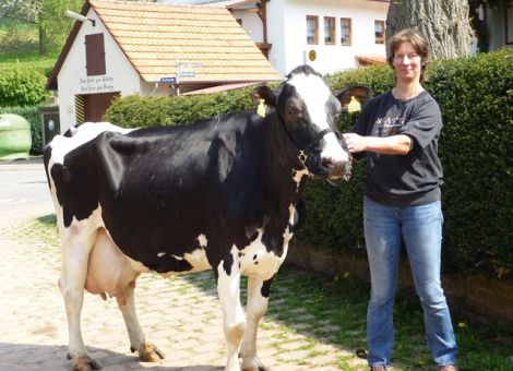 Im Betrieb Ute Ebel in Witzenhausen-Albshausen konnte bereits die zweite Kuh die 100 000-Liter-Marke knacken. Die Kuh Betty stammt, wie auch die erste Kuh mit dieser Lebensleistung im Betrieb, von einem Prelude-Sohn ab, der als Deckbulle genutzt wurde. Ute Ebel hatte bei dem Kauf dieser Bullen das richtige Gespür bewiesen, denn bei einem Bestand von 25 Kühen zwei 100 000-Liter-Kühe von einem Bullen zu besitzen, hat schon Seltenheitswert. Wenn man dann noch bedenkt, dass die Kühe in einem Anbindestall stehen, kommt der hervorragenden Betreuung durch Familie Ebel hier mit Sicherheit eine besondere Bedeutung zuteil. Förderlich für diese hohe Lebensleistung wirkt sich auch der tägliche Weidegang aus, auch während der Trockenstehzeit dürfen die Kühe auf die Weide. Da Betty überwiegend Bullenkälber zur Welt gebracht hat, steht leider nur eine Tochter von ihr im Bestand, so bleibt zu hoffen, dass diese in Punkto Langlebigkeit von den Genen ihrer Eltern profitiert. Mit einer Durchschnittsleistung von 8 750 - 4,56 - 3,40 erreichte die Kuh ihre Höchstleistung erst in der achten Laktation mit 11 000 - 4,94 - 3,50, bemerkenswert sind die konstant hohen Inhaltsstoffe. Leider ist Betty nach einer Strichverletzung dreistrichig, was aber ihrer Leistungsbereitschaft keinen Abbruch getan hat. Trotz ihres hohen Alters hat Betty noch gute Klauen und hat bis jetzt noch nie Klauenprobleme gekannt. Betty ist mittlerweile wieder belegt und dank ihrer guten Konstitution bleibt es zu hoffen, dass sie dem Betrieb noch weiterhin erhalten bleibt. Die hessischen Rinderzüchter gratulieren der Familie Ebel zum züchterischen Erfolg. Text/Foto: Christian Dörr, LLH