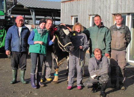 Die schwarzbunte Holsteinkuh „Helena“ hat jetzt als erste Kuh des Be­triebs Schick GbR in Amöneburg-Erfurtshausen die 100 000-Liter-Lebensleistung überschritten. Das neue Mitglied im Club der hessischen Dauerleistungskühe wurde von Andreas Schick als tragende Färse in Niedersachsen zugekauft und hat 2003 zum ersten Mal gekalbt. In acht abgeschlossenen Laktationen hat sie eine durchschnittliche Leistung von 10351 kg Milch mit 4,19% Fett und 3,40% Eiweiß erbracht und erreichte nach dem vierten Kalb mit 12547 kg Milch ihre höchste Leistung. Die Norma-Tochter hat ihr neuntes Kalb am 3. Juli 2013 zur Welt gebracht, ist aktuell wieder besamt und zwei ihrer weiblichen Nachkommen wurden zur Bestandsergänzung in die Herde aufgenommen. Besonders positiv aufgefallen ist die Kuh, die 2005 in den neuen Boxenlaufstall umgezogen ist, durch ihre gute Melkbarkeit sowie ein angenehmes Melkverhalten. Andreas Schick und seine Mitarbeiter freuten sich über die sehr vitale und korrekte dreizehnjährige Helena. Text/Foto: Ute Ermentraudt, LLH Korbach