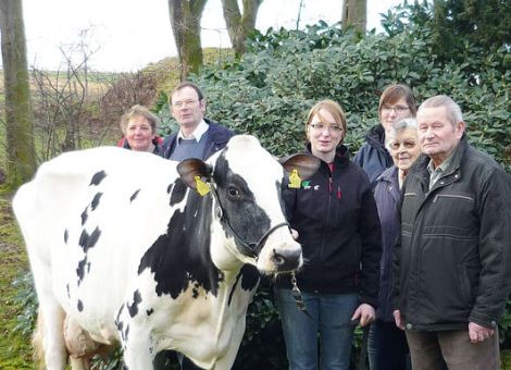 Für eine Lebensleistung von mittlerweile über 125 000 Litern Milch konnte vor kurzem die Kuh Ramona der Familie Hinz aus Grebenstein ausgezeichnet werden. Mit Landmann und Bomber im Pedigree hat die Kuh auch väterlicherseits hessische Wurzeln. Mittlerweile elf Kälber hat Ramona in ihrem Leben zur Welt gebracht, davon waren sieben weiblich. Aktuell werden Töchter von Goldday und Emory gemolken und ein Jungrind von Atwood befindet sich in der Aufzucht. Ramona hat sich über ihre weiblichen Nachkommen im Bestand gut vermehrt. Mittlerweile ist Ramona die letzte Kuh, die im Betrieb Hinz den Anbinde­stall erlebt hat, denn der Umzug in den Laufstall erfolgte im Jahr 2001. Bereits als Kalb konnte die Kuh schon Tierschauerfahrung sammeln, denn Christine Hinz hat mit Ramona am Kälbervorführwettbewerb in Grebenstein teilgenommen. Seit dieser Zeit ist Ramona die absolute Lieblingskuh von Christine, die es sich auch nicht nehmen ließ, die Kuh zu ihrem Fototermin entsprechend herauszuputzen. Trotz ihres hohen Alters zeigt sich Ramona noch frisch mit einem guten Euter. Mit einer mittleren Laktationsleistung von 10 357 kg - 3,50 Prozent Fett und 3,24 Prozent Eiweiß und der höchsten Leistung in der dritten Laktation von 12 662 kg - 3,43 Prozent Fett - 3,17 Prozent Eiweiß hat die Kuh ihre enorme Lebensleistung ohne absolute Spitzen auf einem konstant hohen Niveau erbracht. Einen großen Anteil an dieser Leistung hat die ganze Familie Hinz, denn ohne die gute Betreuung wären solche Leistungen nicht möglich. Die hessischen Rinderzüchter gratulieren ganz herzlich zu diesem Erfolg. Text/Foto: Christian Dörr, LLH Alsfeld