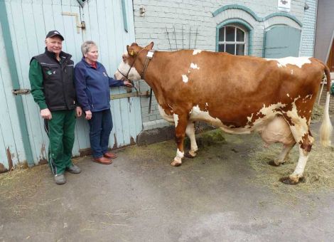In dem Holsteinzuchtbetrieb von Elke und Albert Appel in Ulrichstein-Helpershain überschritt kürzlich die rotbunte Stadel-Tochter Dalia die Lebensleistung von 100 000 kg Milch. Dalia ist Anfang 2002 im Betrieb Appel geboren und gehört zu der bekannten D-Linie des Betriebes aus der 80 Prozent des Kuhbestandes aufgebaut wurde. Die hohe Lebensleistung von Dalia kommt nicht von ungefähr. Schon ihre Mutter die Deis­ter-Tochter Dixi wurde 18 Jahre und kann auf eine Lebensleistung von 126 000 kg Milch verweisen. Die enorme Leistungsbereitschaft der D-Linie zeigt auch die Tochter von Dalia die Talent-2-Tochter Debora, die zu den Spitzenkühen im Bestand Appel zählt. Zwei weitere Töchter von ihr von Savard und Dixiland sind noch im Betrieb und lassen ebenfalls gute Leistungen erwarten. Auch die Halbschwester von Dalia die Avanti-Tochter Dolores sowie die aus der verwandten L-Linie stammen­de Fidelity-Tochter Lina gehören zu den Leistungsträgerinnen in der Herde Appel. Regelmäßige Kalbungen verbunden mit kurzen Zwischenkalbezeiten sind ein weiteres Markenzeichen von Dalia. Die mittlere Lak­tationsleistung von Dalia liegt bei 10645 kg Milch, 3,22 Prozent Fett und 3,19 Prozent Eiweiß. Ihre Höchstleistung erreichte sie nach der achten Kalbung mit 13 625 kg Milch, 3,49 Prozent Fett und 3,20 Prozent Eiweiß. Dalia wurde in der ersten Laktation mit 84-85-81-81 (82) Punkten eingestuft. Durch intensive Zuchtarbeit, unter regelmäßiger Zuhilfe­nahme des Bullenanpaarungsprogrammes BAP sowie bester Betreuung der Herde durch die Familien Appel und Volz, ist der Stalldurchschnitt in dem 22 Kühe umfassenden Anbindestall in 40 Jahren von 4 000 kg auf zuletzt 11 858 kg Milch gesteigert worden. Wilhelm Vackiner, LLH 