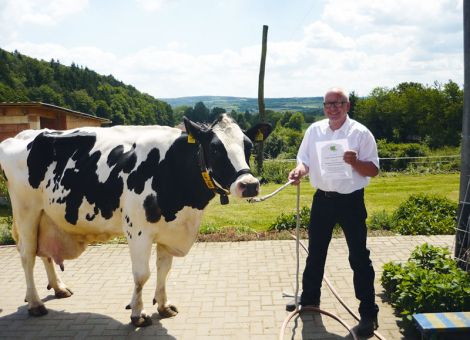 Im Betrieb der Familie Schmidt in Sontra-Donnershag konnte im Beisein zahlreicher Ehrengäste die erste Kuh in den Club der 100 000 -Liter-Kühe aufgenommen werden. Die Kuh Annika wurde 2004 als hochträchtige Färse aus dem Betrieb Fenzl in Eschwege-Strahlshausen gekauft. Ein Zukauf, der sich auf jeden Fall gelohnt hat. Die Kuh wurde in der ersten Laktation mit 84-86-84-85/85 Punkten eingestuft und kann auch heute noch mit ihrer Fitness überzeugen. Annika hat mit Prelat als Vater und Landauer als Muttersvater auf beiden Seiten hessische Wurzeln. Die 100 000-Liter-Marke wurde nach neun Abkal­bungen geknackt. Eine Tochter wird zur Zeit gemolken und zwei weitere Töchter stehen im Jungviehstall. So ist es gewährleistet, dass die Genetik von Annika sich weiter in der Herde verbreitet. 2012 hatte die Kuh eine Labmagenoperation, die sie aber dank ihrem Willen und ihrer Widerstandsfähigkeit gut überstanden hat. Mit einer Durchschnittsleistung von 11 080 kg Milch - 2,95 Prozent Fett - 2,87 Prozent Eiweiß und der Höchstleistung von 12 331 kg Milch - 3,02 Prozent Fett - 2,94 Prozent Eiweiß in der vierten Laktation hat die Kuh ihre Leistung auf konstant hohem Niveau erbracht. Im März dieses Jahres hat sie zuletzt abgekalbt und produziert aktuell knapp 50 Liter Milch pro Tag. Da die Kuh wieder besamt ist, bleibt zu hoffen, dass sie den Milchtank der Familie Schmidt noch weiter füllen wird. Einen großen Anteil an diesem Erfolg haben mit Sicherheit die gute Tierbetreuung und das gesamte Management der Familie Schmidt und ihrer Mitarbeiter. Die hessischen Rinderzüchter gratulieren zu diesem züchterischen Erfolg. Text/Foto: Christian Dörr, LLH Alsfeld
