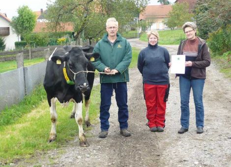 Im Betrieb der Familie Eisenberg aus Herleshausen-Archfeld, an der östlichen Landesgrenze zum Nachbarland Thüringen, konnte kürzlich die erste 100 000-Liter-Kuh vorgestellt werden. Die Kuh Helge geht väterlicherseits auf den Vererber Ladin, einen Luke-Sohn, zurück. Die 100 000-Liter-Marke konnte nach neun Abkalbungen „geknackt“ werden. Von ihren neun Kälbern waren sieben weiblich, so dass es nicht verwundert, dass drei melkende Töchter in der Herde stehen und sich noch zwei Jungrinder in der Aufzucht befinden. Eine ihrer Töchter zählt ebenfalls zu den ältesten Kühen der Herde, so dass die Langlebigkeit in dieser Linie an die nachfolgenden Gene­ra­tionen weitergegeben wurde. Auch zahlreiche Enkel und Urenkel sind im Bestand vorhanden. Die Linie zeichnet sich durchweg durch mittelrahmige, robuste Kühe aus, die im Laufstall sehr gut zurechtkommen. Ein weiteres Plus dieser Linie ist die gute Fruchtbarkeit, denn auch Helge konnte noch im hohen Alter mit einer guten Fruchtbarkeit aufwarten. Nach einem verhaltenen Start in der ersten Lakta­ti­on erreichte Helge ihre Höchstleistung in der sechsten Laktation mit 10 801 kg Milch mit 4,19 Prozent Fett und 2,97 Prozent Eiweiß. Im Mittel über alle Laktationen hat Helge pro Laktation 8 854 kg Milch mit 4,46 Prozent Fett und 3,32 Prozent Eiweiß produziert. Sie besitzt auch nach neun Abkalbungen noch ein gut melkbares Euter und zeigt sich auch sonst noch sehr frisch. Im Rahmen der Nachzuchtbewertung wurde Helge in der ersten Laktation mit 83 Punkten in allen Merk­malen eingestuft. So darf man gespannt sein, wann die Familie Eisenberg die nächste 100 000-Liter-Kuh aus dieser Linie präsentiert. Ein Schlüssel zum Erfolg ist die gute Betreuung im Betrieb Eisenberg. Die hessischen Rinderzüchter gratulieren der Familie Eisenberg zum züchterischen Erfolg. Text/Foto: Christian Dörr, LLH Alsfeld