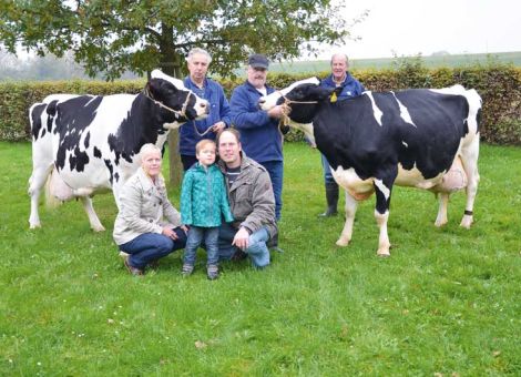 Nachdem die bekannte Zuchtadresse von Heinrich Schweinsberger und Jörg Dersch in Niederwald in den zurückliegenden Jahren wiederholt Kühe mit einer Lebensleistung von über 100 000 kg Milch vorstellen konnte, kamen jetzt mit der Landauer-Tochter Felicitas VG 89 und ihrer Herdengefährtin HWH Wenke VG 88, die von Starleader abstammt, zwei weitere Kandidatinnen mit außergewöhnlich hohen Lebensleistungen dazu. Beide Kühe haben in acht beziehungsweise neun Laktationen konstant auf sehr hohem Niveau produ­ziert, was durch die mittlere Tagesleistung in der Produktion von 31,1 beziehungsweise 33,7 kg Milch bestens dokumentiert ist. Auch das hervorragende Exterieur ist bei beiden noch sehr gut zu sehen und die Landauer-Tochter Felicitas zeigt eine auffallende Ähnlichkeit zu ihrer Großmutter, der bekannten Blackstar-Tochter Elegance, die ebenfalls mit einer Lebensleistung von über 100 000 kg Milch gelistet ist. Im normalen Tagesablauf müssen sich die beiden vitalen alten Damen genau wie alle anderen in den großen Laufstall durchset­zen, betont Jörg Dersch. Aber die inzwischen geschaffenen Möglichkeiten für die Haltung frischmelkender Kühe in Strohgruppen sind ohne Zweifel ein Vorteil, gerade für ältere, hochleistende Kühe, wie die Betriebs­leiter betonen. Schade nur, dass von beiden Spitzenkühen relativ wenig weibliche Nachzucht vorhanden ist. Zweifellos haben auch diese herausragenden Dauerleistungskühe dazu beigetragen, dass es der Adresse Schweinsberger/Dersch in den zurückliegenden Jahren im Besonderen gelungen ist, immer wieder mit erstklassigen, abgekalbten Rindern auf den Auktionen in Alsfeld Präsenz zu zeigen. Das ist nur möglich, wenn in der Herde viele Kühe lange in der Produktion bleiben. Text/Foto: Jost Grünhaupt, LLH Kassel