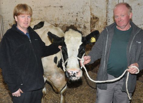 Ihre Lebensleistung kann gar nicht hoch genug eingeschätzt werden: Mehr als unglaubliche 191.000 kg Milch hat die Volkmarser Kuh Roma im Laufe ihrer 17 Lebensjahre schon ge­geben. Und immer noch ist sie kräftig genug, dass sie jeden Tag am Melkroboter mehr als 30 kg Milch gibt. „Roma ist nachweislich die Kuh in Deutschland mit der höchsten Lebensleistung“, stellte Zuchtleiter Jost Grünhaupt vom Landesbetrieb Landwirtschaft Hessen mit Blick auf die aktuellen Zahlen vom Hessischen Verband für Leistungs- und Qualitätsprüfungen in der Landwirtschaft (HVL) fest. Um Romas Leistung richtig einschätzen zu können, muss man wissen, dass eine durchschnittliche Holsteiner-Kuh in Deutschland rund 24 000 kg Milch in ihrem Leben gibt. Niederländische Züchter werben mit einer Durchschnittsleistung ihrer Kühe von rund 30 000 kg. Umso mehr ist zu verstehen, wenn heimische Landwirte jede der seltenen 100.000-Liter-Kühe mit einem Lorbeerkranz feiern. Diese Rekordmarke hat Roma längst hinter sich gelassen. Einen Schönheitswettbewerb würde sie wohl nicht mehr gewinnen. Aber das schmälert nicht ihre Lebensleistung. Spricht man mit den stolzen Züchtern und Besitzern Martin und Clemens Dicke über Roma, so fallen Bemerkungen wie: „Sie hatte immer ihren eigenen Kopf.“ oder „Ihre Stärke und Substanz haben ihr geholfen, jede Stresssituation zu überstehen.“ Neben ein wenig Glück braucht man für einen solchen Rekord aber auch ein „Händchen für Kühe“, wie es bei Familie Dicke zweifellos vorhanden ist. Seit Jahren werden Herdendurchschnittsjahresleistungen jenseits der 11 000 kg realisiert; zudem wird über Zuchtviehverkäufe ein nennenswertes Zusatzeinkommen erzielt. „Martin und Clemens Dicke sind passionierte Rinderzüchter. Das ist der Hauptgrund für diesen erstaunlichen Rekord“, stellte Jost Grünhaupt fest. Text/Foto: Elmar Schulten