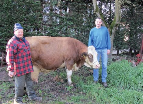In der Liste der Betriebe mit einer 100 000-Liter-Kuh der Rasse Fleckvieh ist eine neue Adresse dazu gekommen. Kürzlich überschritt die Kuh mit der Stall-Nr. 60 aus dem Betrieb von Heinrich und Andreas Dersch in Treisbach bei Wetter diese Leistungsgrenze. Die noch sehr rüstige Kuh hat bei 13 Abkalbungen und einer Durchschnittsleistung von 7 533 - 3,70 - 3,17 die Grenze bei sehr konstanter Produktion ohne extreme Höchstleistungen überschritten. Auch in den nächsten Jahren wird noch einiges an weiblicher Nachzucht aus dieser Kuh im Betrieb Dersch zu finden sein, da sieben weibliche Kälber aus der Paarung mit verschiedenen Spitzenbullen aus der Besamung über die Jahre hinweg geboren wurden und sicher dazu beitragen werden, diese Dauerhaftigkeit der Stammkuh in der Herde zu manifestieren.
Text/Foto: Jost Grünhaupt, LLH Kassel