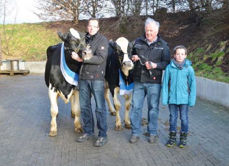 Zu den Adressen mit langer züchterischer Tradition zählt der Betrieb von Heinrich und Karsten Müller in Rauschenberg-Schwabendorf. Die beiden aktuellen 100 000-Liter-Kühe, die Lasso-Tochter Hippi VG86 und Spy-Tochter Hofluft VG85, gehören zu der wichtigsten Kuhfamilie der Herde, die 75 Prozent der auf über 160 Kühe angewachsenen Herde ausmacht. Auch die erste 100 000-Liter-Kuh, die Triumpf-Tochter Hanni, gehört zu dieser Kuhfamilie und von dieser Kuh sind momentan 21 direkte Nachkommen in Milch unter anderem auch Hippi. Das hohe Leistungspotenzial beider Kühe kommt bei den Durchschnittsleistungen von 11 200 - 2,63 - 3,18 mit neun Abkalbungen bei der Kuh Hippi zum Ausdruck. Noch deutlicher ist es bei Hofluft, die bei sieben Abkalbungen mit einer Durchschnittsleistung von 13 606 - 3,63 - 2,95 zu den Spitzenkühen in Hessen zählt und mit einer Durchschnittsleistung pro Futtertag von 38 kg Milch einen wahrhaften Traumwert nachweisen kann. Dabei laufen beide Kühe selbstverständlich im großen Laufstall mit, ohne dass ihnen irgendwelche Spezialbehandlungen zukommen. Mit ihren hohen Lebensleistungen haben sie sicher auch dazu beigetragen, dass in den letzten Monaten eine große Anzahl an hervorragenden abgekalbten Kühen vom Betrieb Müller über den Auktionsstandort Alsfeld, aber auch den Vermarktungsweg Ab-Hof verkauft werden konnten. Die beiden Spitzenkühe Hippi und Hofluft haben eine eher geringe Anzahl an weiblichen Nachkommen hinterlassen, aber aus den vielen Seitenzweigen dieser Kuhfamilie sind in größerem Umfang sehr leistungsstarke Kühe in der Herde von Heinrich und Karsten Müller zu finden. Somit ist eine sehr gute Grundlage für die Weiterentwicklung des Betriebes auf der züchterischen Seite gegeben. Text/Foto: Jost Grünhaupt, LLH Kassel