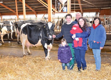 Seit Jahrzehnten wird im Betrieb von Wilhelm und Michael Bergmann in Lichtenfels-Immighausen mit Erfolg Holsteinzucht betrieben. Jetzt gelang es mit der Rudolph-Tochter Wiese VG 88 die erste 100 000-Liter-Kuh vorzustellen. Die Mitglieder des Arbeitskreises Milcherzeugung waren beeindruckt von der hohen Qualität, die diese Kuh auch nach zehn Abkalbungen zeigt. Zudem über die Konstanz in der Leistung, die bei ihren Nachkommen über drei Genera­tionen in der Vererbung zum Ausdruck kommt. Wenn alle vier Töchter von Laudan, Stylist, Colombo oder Goldday sowie die zwei Enkeltöchter von Saldo und Toystory komplett im sehr guten Bereich eingestuft sind und teils auch Zuchtwerte im Bereich von RZG 130 aufweisen, dann kommt der hohe züchterische Standard der Nachzucht zum Ausdruck. Weitere Nachkom­men, mit zum Teil sehr guten genomischen Daten, sind auf der weibli­chen Seite vorhanden. Die beiden Enkel der Stammkuh erreichten ebenfalls hervorragende genomische Daten. Einer davon, ein Shaw-Sohn, war als Spitzenbulle Ende 2014 in Alsfeld im Angebot. Nicht nur das Leistungsvermögen, das auch mit einer Durchschnittsleistung von 31,4 kg Milch pro Futtertag deutlich wird und im Mittel bei zehn Kälbern und einer Leistung von  11.264 - 4,12 - 3,40 liegt, ist beeindruckend, auch die Fruchtbarkeit: Die letzten sechs Abkalbungen fanden jeweils Mitte November statt. Somit wird der hohe Standard, den die Herde der Familie Bergmann vorweisen kann (über 10 000 kg FCM abgeliefert), durch die Vorstellung der 100 000-Liter-Kuh in puncto Langlebigkeit unter­stri­chen. Auch haben die Verer­ber, die auf der Mutterseite vor Wiese stehen (Lombard, Nonstop und Stolberg), mit dazu beigetragen, dass dieser züchterische Erfolg möglich wurde. Text/Foto: Jost Grünhaupt, LLH Kassel