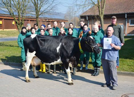 Mit einer beeindruckenden Frische und Korrektheit versehen wurde kürzlich am Landwirtschaftszentrum Eichhof die zweite 100 000-Liter-Kuh des Betriebes präsentiert. Die aus dem Testeinsatz ihres Vaters Apoldo stammende Nr. 329 VG 85 hat, wie viele Kühe mit hohen Lebensleistungen, nach normalem Start in der ersten Laktation eine kontinuierliche Steigerung bei den Laktationsleistungen erreicht und liegt jetzt nach zehn Abkalbungen bei einem Durchschnitt von 9 821 - 4,13 - 3,22. Besonders auffällig ist das nach wie vor sehr hoch sitzende Euter. Auch das Beinwerk und die Klauen der Kuh erfüllen unter Beachtung des Alters der Kuh noch besonders hohe Maßstäbe. Maßgeblich mit dazu beigetragen hat nach Meinung von Melkermeister Andreas Quack die Tatsache, dass die Kuh circa 85 000 Liter Milch am Automa­tischen Melksystem erbracht hat und nach den Erfahrungen des Betriebes durch das dreimalige Melken gerade in der Hochleistungsphase die Euter mehr geschont werden. Seit ihrer ersten Abkalbung im September 2004 haben sehr viele Lehrgänge bei der überbetrieblichen Ausbildung stattgefunden und entsprechend groß ist die Anzahl der Personen, durch deren Hände die Kuh gegangen ist. Nach vorsichtiger Schätzung von Andreas Quack dürften es etwa 750 Personen gewesen sein. Dabei ist es sehr passend, dass zum Ehrentermin der Kuh eine größere Gruppe an Veterinärstudenten zugegen war, welche die Kuh bestens auf den Termin hin vorbereitet hatten. Möglicherweise trägt die zahlreich vorhandene Nachzucht der Kuh mit dazu bei, dass in absehbarer Zukunft die nächste Kuh mit einer Lebensleistung von über 100 000 Liter Milch auf dem Eichhof präsentiert werden kann. Text/Foto: Jost Grünhaupt, LLH Kassel