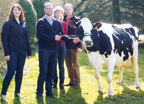 Die dritte Kuh mit einer Lebensleistung von über 100 000 Liter Milch konnte kürzlich von der Familie Hooß aus Frielendorf-Schönborn vorgestellt werden. Die Kuh Imperia zeigte sich an ihrem Ehrentag erstaunlich frisch und konnte mit einem drüsigen Euter und gutem Fundament beeindrucken. Das gute Exterieur der Mtoto-Tochter wird in der Einstufung mit 86 Punkten deutlich gemacht. Zehn Kälber in neun Abkalbungen hat Imperia bisher zur Welt gebracht, denn als fünfte Abkalbung wurden weibliche Zwillin­ge geboren. Auch die Zwillingsgeburt konnte der Leistungsbereitschaft und der guten Fruchtbarkeit der Kuh nichts anhaben. Von den zehn Nachkommen waren sieben weiblich, von diesen sind noch fünf melkende Töchter im Bestand. Das erste Kalb aus dem Jahr 2005 ist letztes Jahr mit einer Lebensleistung von über 80 000 kg Milch abgegangen. Daran sieht man, dass die Bereitschaft zu hohen Lebensleistungen an die Nachkommen weiter gegeben wird. Schaut man sich die Leistungsdaten der Kuh an, fällt auf, dass bereits die erste Laktation bei 10 106 kg mit 4,07 Prozent Fett und 3,18 Prozent Eiweiß lag und die Höchstleistung in der zweiten Laktation bei 12 885 kg mit 3,90 Prozent Fett und 3,27 Prozent Eiweiß. Das heißt, die Kuh hat ihre Leistung auf einem konstant hohen Niveau gegeben und ist nie durch Schwankungen in der Milchleistung aufgefallen. Die Tatsache, dass bereits drei Kühe der Familie Hooß für eine Lebensleistung von über 100 000 kg Milch geehrt werden konnten, zeigt die gute Betreuung der Tiere durch die gesamte Familie Hooß. Auch die selbst durchgeführte, regelmäßige Klauenpflege hilft dabei, solch hohe Lebensleistungen zu erreichen. Aufgrund der hohen Zahl von Nachkommen aus diesem Kuhstamm kann man gespannt sein, wann die nächste Kuh diese magische Grenze überschreitet. Die hessischen Rinderzüchter gratulieren der Familie Hooß ganz herzlich zu diesem züchterischen Erfolg.Text/Foto: Christian Dörr, LLH Alsfeld