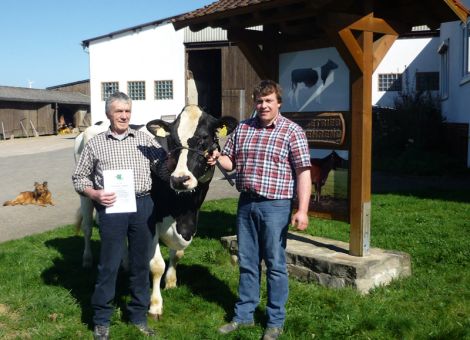 Für eine Leistung von über 10 000 kg Fett und Eiweiß konnte im Betrieb der Familie von Karl-Heinz und Reiner Behrend in Trendelburg-Langenthal die Kuh Hofdame geehrt werden. Eine solche Leistung ist nach wie vor eine Seltenheit unter den 100 000 Liter Kühen. Die ho­hen In­halts­stof­­fe der Kuh haben die Leistung möglich gemacht, denn mit 5 Prozent Fett und 3,6 Prozent Eiweiß liegt sie deutlich über dem Schnitt ihrer Rasse. Trotz ihrer Gesamtleistung von mittlerweile 123 000 Litern Milch zeigt sich die nach dem neunten Kalb mit 89 Punk­ten eingestuf­te Kuh noch sehr frisch. Bemerkenswert sind die guten Fundamente der Kuh. Väterlicherseits geht sie auf den Bullen Megastar zurück, der in Hessen als Testbulle eingesetzt wurde. Tierschauerfahrung konnte die Kuh in Wolfhagen auf der Kreistierschau sammeln. Leider steht nur noch ein weiblicher Nachkomme von Hofdame im Stall, aber über ihre zwei Töchter Heidefee und Helen wurde die Linie verbreitet. Dass die Kuh ihre Gene erfolgreich weiter vererbt, zeigt sich an ihrem ersten Kalb, der Jeff-Tochter Heidefee. Diese wurde Excellent eingestuft und konnte nach dem fünften Kalb den Titel „Miss Wolfhagen“ auf der Kreistierschau erreichen. Hohe Lebensleistungen sind im Betrieb Behrend keine Seltenheit, denn die nächsten drei „Hundertausender“ stehen schon zur Ehrung an. Die gute Betreuung der Kühe, gepaart mit viel züchterischem Sachverstand, ist ein Schlüssel zum Erfolg der Familie Behrend. Die hessi­schen Rinderzüchter gratulieren der Familie Behrend zu diesem züchterischen Erfolg.Text/Foto: Christian Dörr, LLH Alsfeld
