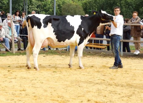 Die Zuchtstätte Gebrüder Karch aus Börrstadt stellte mehrere interessant gezogene Kühe vor