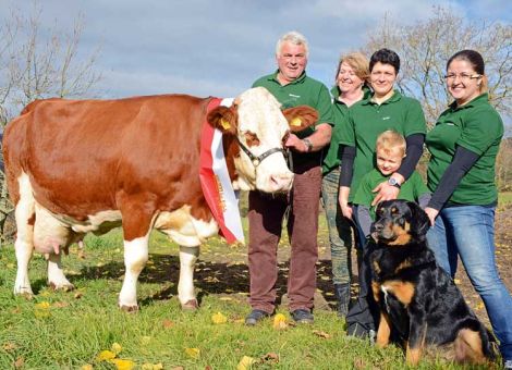 In dem auf rund 700 Meter Höhe liegenden Mosbach bei Gersfeld erfuhr die Fleckviehkuh „Nutella“ auf dem Zuchtbetrieb von Bernhard Ruppert für ihre Lebensleistung von über 100 000 Litern Milch eine besondere Ehrung. Jost Grünhaupt, Zuchtleiter im Landesbetrieb Landwirtschaft Hessen, der eine rot-weiße Schärpe sowie eine Urkunde überreichte, erklärte, es sei für Fleckviehzüchter ein weites Ziel, eine solche tierische Leistung zu erreichen. In Hessen würden jährlich nur drei bis vier Fleckviehkühe eine solche erlangen. Auch beeindrucke, dass „Nutella“ diese Leistung in einer absoluten Grünlandregion bei ganztägigem Weidegang im Sommer erbringe. Gerade hier gestalte sich die optimale Futterversorgung als eine Herausforderung, wenn während der Laktationszeit täglich 45 bis 50 Liter Milch gegeben werden, so Grünhaupt. „Nutella“ präsentiere sich in einer optimalen Verfassung mit festem Körperbau, stabilen Klauen und einem gut sitzenden Euter. Im Januar 2004 wurde die Kuh auf dem Betrieb Ruppert geboren, bekam mit zweieinhalb Jahren ihr erstes Kalb und startete sofort mit 8 800 Litern Milch im ersten Jahr. Die Höchstleistung lag bei 13 111 Litern. Im Durchschnitt der Jahre habe „Nutella“ knapp unter 11 000 Litern Milch gelegen bei durchweg fast konstanten Milchinhaltsstoffen von 3,67 Prozent Eiweiß und 4,10 Prozent Fett. Neun Kälber hat sie geboren und sollte wegen einer Verkalbung beim siebten Kalb den Hof verlassen. Wegen einer wiederum kurzfristig eingetretenen Trächtigkeit aber konnte sie bleiben, bis heute. Ein Bullenkalb wurde Deckbulle, ein weiteres im April 2015 geborenes wolle man auf seine Zuchttauglichkeit hin prüfen, so Grünhaupt. Berufskollegen und Gäste, die Landwirt Bernhard Ruppert zu diesem besonderen Ereignis eingeladen hatte sowie als Vertreter Berufsstandes, Stefan Schneider, Vorstandsmitglied im Kreisbauernverband Fulda-Hünfeld, sowie für die Rhöner Fleckviehzüchter, Vorsitzender Hubert Hofmann, gratulierten der Familie recht herzlich zum Erfolg.Text/Foto: Karl-Heinz Burkhardt