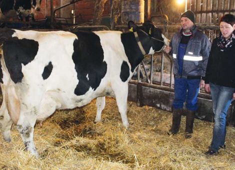 Mit der Holsteinkuh Stall-Nr. 19 hat in der Milchviehherde der Fami­lie Rainer Heid aus Steinau-Neustall nun schon die vierte Kuh inner­halb von zwei Jahren die Gesamtlebensleistung von 100 000 Liter Milch überschritten. Die Jubilarin ist in 2001 geboren und stammt von dem Bullen Orit ein Outside-Sohn ab. Mit einer durchschnittli­chen Milchleistung von 9 072 kg Milch mit 3,76 Prozent Fett und 3,19 Prozent Eiweiß ist sie eine eher mittelhoch leistende Dauerleis­tungskuh, die in den ersten Laktationen verhaltend Milch produzier­te und sich bis zur sechsten Laktation auf 11 394 kg Milch Jahresleistung hat steigern können. Die sehr agile Kuh besticht durch ihre Korrektheit im Skelett, viel Typ, guten Fundamenten und einem immer noch fest aufgehängten Euter mit gut platzierten Strichen. Eine weitere herausragende Eigenschaft ist ihre Eutergesundheit mit nur 50 bis 60 tausend Zellen im Durchschnitt der letzten Jahre. Sie hat insgesamt zehn Mal gekalbt, davon ein Zwillingspärchen. Von ihren sechs Töchtern sind vier in den Export verkauft worden, die jüngste steht noch im Jungviehstall. Das hohe Alter der Herde von durchschnittlich 72,9 Monaten und 33 078 kg Milch Lebensleis­tung, unterstreicht die guten Haltungs- und Produktionsbedingungen des Betriebes Heid. Text/Foto: Wilhelm Vackiner, LLH Alsfeld