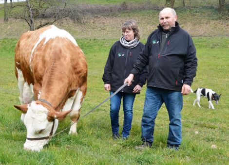 Mit der Regio-Tochter Prinzess von Richard und Maike Jäger aus Mörlenbach hat eine der bekanntesten Kühe der hessischen Fleckviehzucht vor einigen Wochen die 100 000-Liter-Grenze überschritten. Anders als bei mancher Dauerleistungskuh stand Prinzess von Anfang an im Fokus, was auch auf ihr exzellentes Pedigree zurück­zu­­führen ist. Bereits ihre Mutter Petra war eine herausragende Schaukuh und hat diese Qualität im besonderen Maße an Prinzess weitergegeben, die bereits als Jungkuh zu Siegerehren in Mannheim kam und von Beginn an auch sehr leistungsstark war. Nach acht Abkalbungen liegt ihre Durchschnittsleistung bei 11 514 - 4,99 - 3,56 und die inzwischen 13-jährige Kuh weist heute noch einen RZG von 113 auf, wodurch ihre züchterische Qualität noch einmal deutlich unterstrichen wird. Der beeindruckenste Auftritt von Prinzess war ohne Zweifel ihre Teilnahme bei der Bundesfleckvieh­schau in Ilshofen, bei der sie in direkter Konkurrenz zur Siegerkuh aus dem Traunsteiner Gebiet stand und sich nur um Kleinigkeiten geschlagen geben musste. Die Vererbungsleistung dieser Kuhfami­lie ist im Betrieb Jäger mehrfach über hervorragende Leistungen und Spitzenexterieur dokumentiert worden und neben den Söhnen von Manitoba und Rau, die im Natursprung genutzt wurden, wird die Genetik von Prinzess über ihre Töchter von Hupsol, Didimus, Wille und Raldi weitergeführt. Mit der Lebensleistung von über 100 000 kg Milch hat sich die Regio-Tochter Prinzess vom Be­trieb Jäger in die ganz kleine Gruppe der Ausnahmekühe einge­reiht, die auch als Schausiegerinnen diese Schallmauer durchbrochen haben. Dazu zählen die ZLF-Siegerin Franka (Kaiser) oder an­dere bekannte Bundesschaukühe wie Roesromen (Zimmerer) oder Erina (Wagner). Somit ist die Präsentation von Prinzess eine züchte­rische Ausnahmeleistung, zu der Familie Jäger ganz herzlich zu gratulieren ist. Text/Foto: Jost Grünhaupt, LLH Kassel