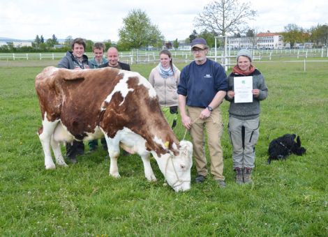 Auf dem Betrieb der Domäne Mechtildshausen bei Wiesbaden konnte jetzt mit der Inka-Tochter Finka die zweite Montbéliardkuh in Hessen mit einer Lebensleistung von über 100.000 kg Milch präsentiert werden. Sie gehört zu den sehr wenigen Milchkühen in Hessen, die noch vor der Jahrtausendwende geboren wurden und weist eine mittlere Lebensleistung bei 13 Abkalbungen von 7 551 - 3,84 - 3,18 nach. Wie Herdenmanager Günter Dittrich bei der Vorstellung betonte, ist Finka eine sehr robuste Kuh, die sich auch im hohen Alter noch täglich in der Herde behauptet und zum 14. Mal trächtig ist. Auffallend ist die konstante Fruchtbarkeit der Kuh, die vom zweiten bis zum zwölften Kalb immer zwischen Oktober und Dezember ihre Kälber brachte. Inzwischen wurde die Herde auf komplette Heufütterung umgestellt und auch Finkas Milch wird in der Hofkäserei verarbeitet und sicher haben zahlreiche Kunden der Domäne Mechtildshausen die Kuh schon bei ihren Rundgängen auf dem Betrieb gesehen. Neben einigen Töchtern, die in der Herde geblieben sind, gibt es auch weitere Nachzucht über ihren Sohn Pille, der im Betrieb über den Natursprung genutzt wurde. „Dass wir es in Mechtildshausen jetzt auch geschafft haben, eine Kuh mit einer Lebensleistung von über 100 000 kg Milch vorzustellen, macht uns ein bisschen stolz“, fasst Günter Dittrich zusammen, „denn die Abläufe auf einem Lohnarbeitsbetrieb sind nun mal etwas anders, wie die auf den typischen landwirtschaftlichen Familienbetrieben.“ Text/Foto: Jost Grünhaupt, LLH Kassel