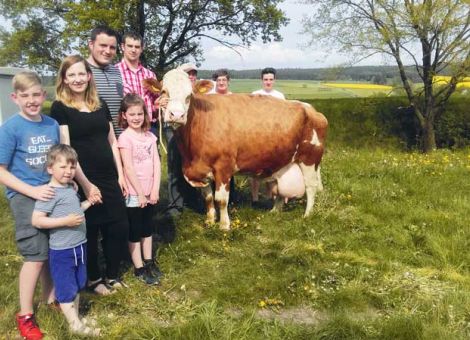 Im Betrieb der passionierten Fleckvieh-Züchterfamilie Fritz, Renate und Christian Weber in Schlitz-Queck ist die zweitälteste Milchkuh Hessens zu Hause: Die Zano-Tochter Leni, die noch zum Geburtsjahrgang 1997 zählt und inzwischen die 100 000-Liter-Grenze deutlich überschritten hat. Leni gehört zu dem Jahrgang, den die Familie Weber nach Bezug des neuen Boxenlaufstalles in die Herde integriert hat. „Die verhaltene erste Laktation haben wir ihr verziehen“, erinnert sich Renate Weber, aus heutiger Sicht eine sehr kluge Entscheidung. Inzwischen hat die Kuh 16 Mal gekalbt und eine Durchschnittsleistung von 7 555 - 4,43 - 3,63 erreicht. Die meisten Laktationen lagen zwischen 8 000 und 9 000 kg Milch. Auffallend ist die konstante Fruchtbarkeit, denn die ersten 15 Kälber kamen immer in den Frühjahrsmonaten auf die Welt. Beeindruckend ist die körperliche Frische, welche die Kuh in diesem hohen Alter zeigt: Nach wie vor hat sie ein sehr gutes Beinwerk mit besonders auffällig guten Klauen und ein gleichmäßiges Euter. „Der Strohbereich, den wir beim Neubau vor 15 Jahren eingeplant haben, hat sicherlich auch dazu beigetragen, dass die Kuh in ihrem hohen Lebensalter noch so fit ist“, fasst Fritz Weber seine Einschätzung zusammen. „Mit einem engagierten Mitarbeiter, wie Dennis Brand, der die Herde bestens kennt und für uns eine unverzichtbare Unterstützung ist, funktioniert der ganze Betriebsablauf noch viel besser“, ist die eindeutige Auffassung des Seniorchefs in Queck. Das problemlose Laufen der Kuh am Halfter führt Renate Weber darauf zurück, dass sie als Kalb von einem der Enkelkinder auf dem Prämienmarkt in Lauterbach vorgeführt wurde und deswegen frühzeitig führig gemacht wurde. Gelernt ist halt gelernt. Text/Foto: Jost Grünhaupt, LLH Kassel