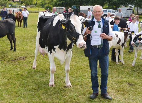 Die Tierschau in Wolfhagen erwies sich als optimale Plattform, um der Öffentlichkeit die Champion-Tochter Carla VG 89 aus dem bekannten Zuchtbetrieb von Horst Ritter, Schöneberg, vorzustellen. Bei neun Abkalbungen hat die Kuh eine durchschnittliche Leistung von 10 657 - 4,06 - 3,35 erreicht und damit viele Jahre auf hohem Niveau Milch produziert. Viele Zuschauer konnten sich in Wolfhagen von der Qualität der Kuh überzeugen, die nach wie vor über einen breiten, tiefen Körper und vor allem ein tadellos sitzendes Euter mit bester Strichverteilung verfügt. Die Kuh dokumentiert damit auch die auf einem sehr hohen Standard liegende Gesamtqualität der Herde der Familie Ritter, die schon häufig durch herausragende Einstufungen der Kühe unterstrichen wurde. Aufgrund der langen Nutzungsdauer in der Milchviehherde konnte Horst Ritter in den letzten Jahren herausragende Jungkühe auf den Auktionen in Alsfeld anbieten. Oft waren die Tiere die Teuersten des Markttages und wiederholt gingen absolute Spitzenfärsen zur gezielten Bestandsverbesserung in hessische und auswärtige Herden. Gleiches gilt für die hervorragende Qualität der angebotenen Bullen und auch von Carla wurde ein gekörter Sohn verkauft. Die Vorstellung der 100 000-Liter-Kuh Carla stellt damit ein weiteres Mal den erstklassigen Standard der Herde der Familie Ritter unter Beweis, die seit sehr langer Zeit zu den Spitzenadressen in der gesamten hessischen Rinderzucht zählt.
Text/Foto: Jost Grünhaupt, LLH Kassel