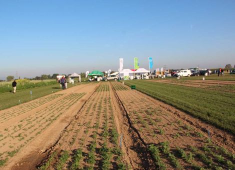 Bestens gelungen: die logarithmischen Herbizidversuche des DLR Rheinpfalz. Zu sehen ist, dass überwiegend der Amarant stehen bleibt.