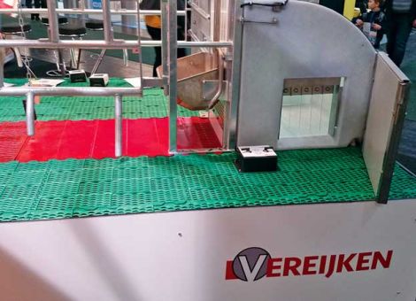 Bewegungs- und Freilaufbuchten für Sauen –  Bewegungs- und Freilaufbuchten für Sauen