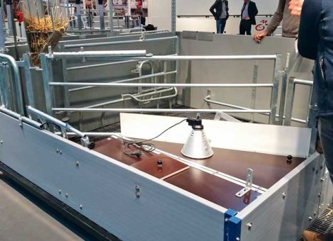 Bewegungs- und Freilaufbuchten für Sauen