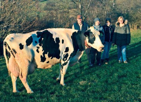 Im Betrieb von Heidi und Marc Golomb in Schwarzenborn erreichte kürzlich die Gibor-Tochter Tina VG85 mit einer mittleren Leistung von 11 314 - 3,34 - 3,24 die 100 000-Liter-Grenze nach acht Laktationen. Die im Betrieb Conrad Wernerberg, Neukirchen-Christerode, geborene Kuh verbrachte die ersten zwei Laktationen im Anbindestall mit gut durchschnittlichen Leistungen. „Der Umzug in unseren Boxenlaufstall, in dem seit 2003 per AMS gemolken wird, war alles andere als einfach“, erinnert sich Marc Golomb. Trotz der nicht einfachen Eingewöhnung in die Herde zeigte Tina schnell, welche Leistungsbereitschaft in ihr steckt. Ab dem dritten Kalb produzierte sie konstant auf sehr hohem Niveau und zeigte sich als problemlose und fruchtbare Kuh mit auffallend kurzen Tragezeiten. Die Fitness und Vitalität, welche die Kuh zeigt, wollen Heidi und Marc Golomb nicht nur über die vorhandenen Töchter, sondern auch über den kürzlich geborenen Scipio-Sohn, der für die Nutzung im eigenen Bestand aufgezogen werden soll, in ihre Herde stabilisieren. Jost Grünhaupt, LLH Kassel, Foto: privat