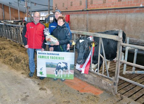 Bei der Betriebsbesichtigung im Rahmen der Bezirksversammlung für die Region Frankenberg konnten Harry und Beate Fackiner in Berghofen mit der Ramos-Tochter Conny ihre nunmehr dritte Kuh mit über 100 000-Liter-Milch vorstellen. Die einhellige Meinung der anwesenden Züchter war: Solche Kühe wie Conny sollten sich all diejenigen mal ansehen, die oft mit kritischer und sachlich ungerechtfertigter Meinung über die Haltung von Milchkühen urteilen. Die elfjährige Kuh hat bei neun Abkalbungen eine Durchschnittsleistung von 11 393 - 3,99 - 3,10 und zeigte sich bei der Präsentation in allen wichtigen Merkmalen des Körperbaus und Euters in einer bestechenden Verfassung. Speziell das Beinwerk und das nach wie vor am Sprunggelenk sitzende Euter mit bester Strichverteilung beeindruckten sehr. „Von diesem Typ Kuh können wir noch viel mehr gebrauchen“, fassen Harry und Beate Fackiner ihre Erfahrung zusammen, „doch wir haben nur eine Tochter von ihr in der Herde, sie hat fasst nur männliche Kälber auf die Welt gebracht.“ Die hessischen Rinderzüchter gratulieren herzlich zu diesem züchterischen Erfolg.Text/Foto: Grünhaupt, LLH Kassel