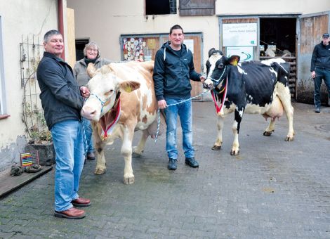 Im Betrieb der Familie von Dieter Eckhardt in Schlüchtern-Elm bekam man ein Duo präsentiert, das bisher in Hessen selten ist. Auf dem Zuchtbetrieb wurden die Moltau-Tochter Santa und die Good Luck-Tochter Viktoria nach Erreichen der 100 000-Liter-Grenze vorgestellt. Im Boxenlaufstall stehen fast nur Fleckviehkühe. Seit einigen Jahren sind aber auch Holsteins in der Herde. Die Moltau-Tochter Santa hat inzwischen 13 Mal gekalbt, ihre Durchschnittsleistung liegt bei 7 986 - 4,53 - 3,34. Das Leistungsbild ist über viele Jahre konstant, auch die Fruchtbarkeit der Kuh hat dazu beigetragen, dass sie weiterhin in der Herde ist. Auch ließ sich die robuste „alte Dame“ von Dieter Eckhardt nur wider­willig an den für sie vorgesehenen Platz stellen. 	
Ihre Herdengefährtin Viktoria bringt es bei acht Abkalbungen auf eine Leistung von 11 103 - 4,31 - 3,00. Äußerlich hat ihre Mutter, die Lasso-Tochter Vanessa, Spuren hinterlassen, denn der Black Red-Faktor von Viktoria ist auf den Vererber Lasso zurückzuführen. Die Präsenta­tion von zwei Kühen mit über 100 000 Litern ist nicht der einzige züchte­rische Erfolg, den die Familie Eckhardt vorweisen kann. Der auf diesem Hof gezüchtete Fleckvieh-Vererber Watnion hat über seine vielen Töchter das Ergebnis der genomischen Zuchtwertschätzung hervorragend bestätigt und ist als ausgesprochener Allround-Vererber mit hoher Exterieurvererbung einzuordnen. Jetzt hoffen Familie Eckhardt und die ZBH, dass Halbbruder Mac Laren ebenfalls in diese Fußstapfen treten wird. Bei der Besichtigung der gesamten Herde im Laufstall waren sich die Gäste auch einig, dass die hohen Lebensleistungen der Kühe im Betrieb Eckhardt bestes Beispiel für umgesetztes Tierwohl sind.Text/Foto: Jost Grünhaupt, LLH Kassel
