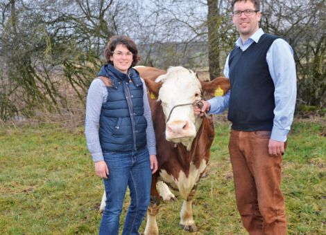 Die Betriebsbesichtigung anlässlich der Mitgliederversammlung der Fleckviehzüchter aus Ober- und Nordhessen erwies sich als ideale Gelegenheit, die inzwischen fünfte Kuh mit über 100 000 Liter Milch auf dem Betrieb der Familie von Mark Habermehl in Allmenrod vorzu­stellen. Die Romel-Tochter Tussi (8/7/8/9) hat bei acht Lakta­tionen einen Durchschnitt von 11.546 - 4,40 - 3,72 erreicht und gehört zu den Fleckviehkühen in Hessen mit relativ hohem Bekanntheitsgrad; schließlich war sie mehrfach bei Hessens Zukunft ausgestellt und zweimal Eutersiegerin der Schau. Die von der Farbgebung her eher untypische Romel-Tochter ist eine Enkelin der Cantadou-Tochter Tine, die ebenfalls über 100 000 Liter Milch produziert hat und zwei weitere Kühe aus diesem Kuhstamm haben diese Grenze ebenfalls überschritten. So war es gut nachvollziehbar, dass auch Tussi als Bullenmutter genutzt wurde und unter anderem ihr Sohn Illner im hessischen Zuchtprogramm für leistungssichere Kühe mit guten Eutern gesorgt hat. Damit gehört diese in der Herde der weit verzweigten Kuhfamilie zu den wenigen in der gesamten deutschen Fleckviehzucht, die mittlerweile vier Kühe mit dieser hohen Lebensleistung nachweisen kann.Text/Foto: Jost Grünhaupt, LLH Kassel
