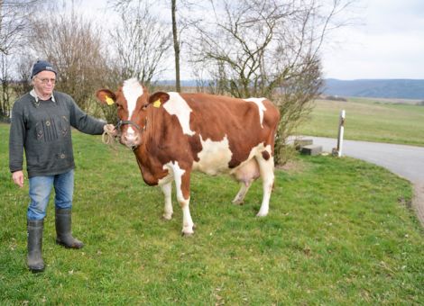 Auf dem Heinrichshof in Oberquembach hat die Stadel-Tochter Lirka VG 86 kürzlich die 100 000-Liter-Grenze überschritten, wahrscheinlich eine der letzten Töchter dieses hinsichtlich Nutzungsdau­er und Langlebigkeit sehr erfolgreichen Vererbers. Wie viele ihrer Halbschwestern zeigt auch Lirka nach neun Abkalbungen mit einem Durchschnitt von 9.875 - 4,17 - 3,35 noch einen vorzüglichen Körperbau und das Euter erfüllt nach wie vor alle Voraussetzungen für die tägliche Melkarbeit in bester Manier. Seit einigen Jahren genießen die Kühe auf dem Heinrichshof besonders gute Bedingungen: Joachim Ebert hat eine eingestreute Liegehalle mit Fressbereich eingerichtet und zum Melken gehen die Kühe dann in den vorhandenen Anbindestall. Sicherlich hat diese Maßnahme deutlich zu dem sehr guten Erscheinungsbild der Herde beigetragen und die hohe Lebensleistung von Lirka unterstreicht die Richtigkeit dieser Maßnahme mit Nachdruck. Da sich in der Herde mehrere weibliche Nachkommen von Lirka befinden, ist auch in Zukunft mit weiteren erfolgreichen Zuchtprodukten vom Heinrichshof von Joach­im Ebert zu rechnen. Text/Foto: Jost Grünhaupt, LLH Kassel