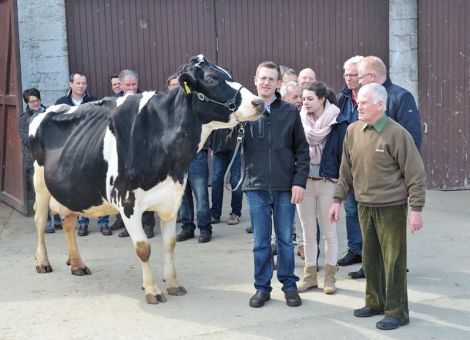 Auf dem Wilhelmshof in Wehrheim im Taunus präsentierte Fami­lie Allendör­fer mit der Integrity-Tochter AH Krone EX91 die erste Kuh des Betriebes mit einer Lebensleistung von über 100 000 kg Milch. Der in der Herde Allendörfer weit verzweigte Kuhstamm ist bis 1953 zurückzuverfolgen und eine große Anzahl an weiblicher Nachzucht und auch verkaufter Zuchtbullen stammt aus dieser Linie, auch von AH Krone wurden fünf Söhne als Zuchtbullen eingesetzt. Nicht nur die hervorragende Durchschnittsleistung von 10 561 - 4,40 - 3,12 bei acht Abkalbungen unterstreicht die Qualität der Kuh, AH Krone war jahrelang das züchterische Aushängeschild des Betriebes Allendörfer auf den Tierschauen. Entsprechend lang ist die Liste der Bewegungsmeldungen auf ihrem Rinderpass. Neben diversen Siegertiteln in Bad Vilbel oder Usingen ist sicherlich die Auszeichnung „Reservesiegerkuh der älteren Klassen“ bei der Landestierschau des LTR in Laasdorf ein herausragender züchteri­scher Erfolg. Sowohl die über Generationen abgesicherte Genetik, als auch die hervorragende Betreuung der Herde, die Christian Allendörfer und sein Vater Günter auf dem Wilhelmshof erfolgreich umsetzen, haben zu der hohen Lebensleistung von AH Krone EX91 geführt, die auch nach acht Abkalbungen noch ein sehr hoch und festansitzendes Euter mit optimaler Strichverteilung zeigt. 
Text/Foto: Jost Grünhaupt, LLH Kassel
