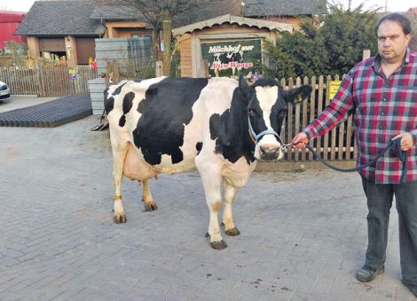 Die in Sichtweite der westfälischen Landesgrenze gelegene Diemel-Holstein GbR in Diemelstadt-Helmighausen gehört inzwischen zu den größten Milchviehherden in ganz Hessen. Inzwischen werden auf dem Hof über 500 Kühe gehalten und Matthias Ständecke konnte vor kurzem mit der Outside-Tochter Halla eine Kuh mit über 100 000 kg Lebensleistung präsentieren. Die elfjährige Kuh hat bei neun Abkalbungen einen Durchschnitt von 11 358 - 3,91 - 3,38 erreicht und zeigt sich noch in einer erstklassigen Verfassung. Sowohl das Beinwerk als auch das noch am Sprunggelenk sitzende, gleichmäßige Euter setzen hier echte Maßstäbe. Den größten Teil ihrer Milch hat Halla jedoch auf ihrem heimatlichen Betrieb von Jürgen und Jochen Hage im benachbarten Neudorf ermolken und gehörte bereits zu den ältesten Kühen, als die Herde der Familie Hage zum neuen Standort in Helmighausen verkauft wurde. „Von diesen robusten Kühen, die auch mit über 100 000 kg Lebensleistung noch in bester Verfassung sind, kann man nicht genug haben“, fasst Matthias Ständecke seine Einschätzung über Halla zusammen.Text/Foto: Jost Grünhaupt, LLH Kassel