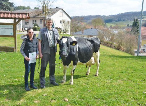 In Bebra-Braunhausen hat die Domstar-Tochter Baccardie von der Familie Krehahn inzwischen die 100 000-Liter-Grenze überschritten und ist damit die dritte Kuh aus diesem Zuchtbetrieb mit dieser hohen Lebensleistung. Reiner Krehahn wies bei der Vorstellung darauf hin, dass seine erste 100 000 Liter-Kuh vor vielen Jahren 14 Abkalbungen hatte und mit einer entsprechend niedrigeren Durchschnittsleistung diese Leistung erbrachte. Baccardies mittle­re Laktationsleistung liegt bei neun Abkalbungen mit einer Durchschnittsleistung von 11 481 - 3,08 - 2,99. Das enorme Leistungspo­tenzial ist vor allen Dingen an dem sehr drüsigen, stark beaderten Euter gut zu erkennen. Die Leistung wurde ohne irgendwelche Besonderheiten komplett in dem Laufstall, der vor fast 50 Jahren gebaut wurde, ermolken. Auffällig bei der sehr hohen Milchleistung ist die konstante Fruchtbarkeit der Kuh, welche durch ihre mittlere Zwischenkalbezeit von 375 Tagen zum Ausdruck gebracht wird.Text/Foto: Jost Grünhaupt, LLH Kassel