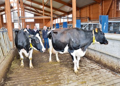 Auf dem Brühlhof in Sulzbach am Taunus stellte die Familie Manfred Uhrig kürzlich zwei Kühe mit weit über 100 000 Liter Lebensleistung vor, die einen sehr unterschiedlichen Werdegang in ihrem Leben hatten. Die bereits 13-jährige Rio-Tochter Romina hat den größten Teil ihrer Leistung auf dem Sonnenhof der Familie Häring-Heckelmann in Laubuseschbach ermolken und fand nach Aufgabe der Milchviehhaltung, bedingt durch den Tod von Dr. Karl-Heinz Heckelmann, eine neue Heimat in Sulzbach. Die Vitalität der Kuh war nicht zu übersehen. Astrid Häring-Heckelmann wies darauf hin, dass auch ihr Durchsetzungsvermögen dazu beigetragen hat, dass die Umstellung ohne Probleme vollzogen werden konnte. Im Hintergrund von Romina steht eine Kuhfamilie, die über Generationen auf dem Sonnenhof vorhanden war und sich durch hervorra­gende Leistungs- und Gebrauchseigenschaften ausgezeichnet hat. Auch die väterliche Großmutter Edel vom Betrieb Uhrig hat vor Jahren die 100 000 Liter-Grenze überschritten.

Eine zweite Kuh vom Betrieb Häring-Heckelmann, die ebenfalls in Sulzbach weiter gemolken wurde und die 100 000-Liter-Grenze deutlich überschritten hat, war die Rudolph-Tochter Amona VG85, die bei neun Abkalbungen mit einem Durchschnitt von 9 865 - 3,98 - 3,07 gelistet ist. Amona geht auf einen Kuhstamm des Betriebes Uhrig zurück, der seinen Ursprung bei Ekke Thaden, Burhafe, hat. Astrid Häring-Heckelmann unterstrich bei der Vorstellung der Kühe, dass es für sie sehr wichtig war, dass diese Kühe in Sulzbach weiter gemolken werden konnten und diese hohe Lebensleistung dadurch maßgeblich ermöglicht wurde.

Aus der Brühlhof-Herde präsentierte die Familie Uhrig die Encore-Tochter JE Darty EX94, eine der bekanntesten Schaukühe dieses Betriebes aus den zurückliegenden Jahren. Sie wurde als Jungrind gezielt ergänzt, da sich Manfred und Andra Uhrig von der mütterli­chen Abstammung mit neun Generationen EX-Eintragung sehr viel erwarteten und JE Darty dieses Potenzial auch zeigen konnte. Ihre Leistungsfähigkeit wird mit einem Durchschnitt von 13 323 - 3,49 - 3,09 bei sechs Laktationen eindrucksvoll dokumentiert und zwölf gekörte Söhne dieser Kuh haben in diversen hessischen Betrieben für Nachzucht gesorgt. Jetzt ruhen die Hoffnungen auf den Nachkommen, die aus den noch vorhandenen, eingefrorenen Embryonen auf die Welt kommen sollen. Gleichzeitig nutzt Familie Uhrig die Gelegenheit, ihren inzwischen abgeschlossenen Stallum- und Neubau einer Reihe von Gästen zu zeigen, darunter auch Vertreter aus der Kommunalpolitik. Das hervorragende Platzangebot und die optimalen Luftverhältnisse konnten den Besuchern eindrucksvoll demonstriert werden und die anwesenden Nichtlandwirte bekamen live gezeigt, wie heutige Tierwohlstandards in die Praxis umgesetzt werden. Damit wurden die Voraussetzungen geschaffen, dass mit Sicherheit auch in den kommenden Jahren noch weitere Kühe mit hohen Lebensleistungen aus der Brühlhof-Herde präsentiert werden können.Text/Foto: Jost Grünhaupt, LLH Kassel